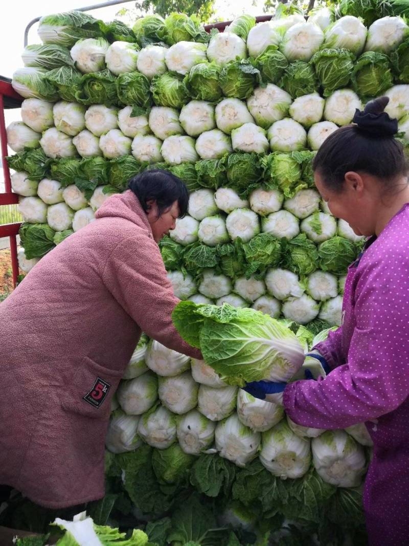 南阳白菜秋喜黄心白，4.5.6斤，质量好，价格优