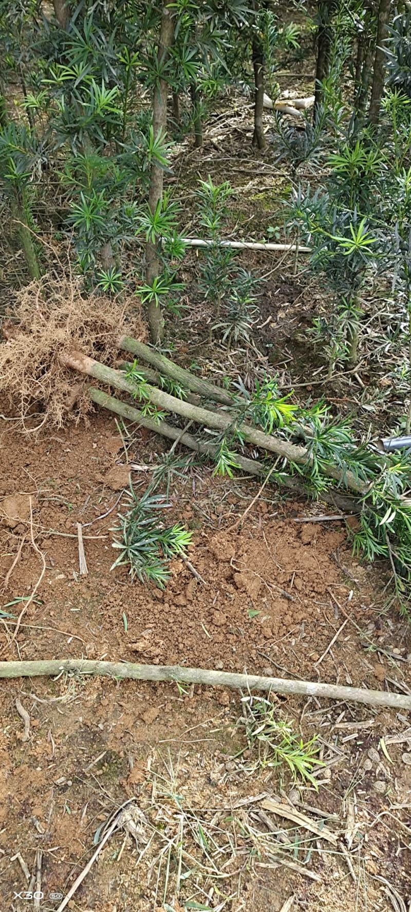 罗汉松小苗广西罗汉松苗造型罗汉松种苗盆景苗包邮