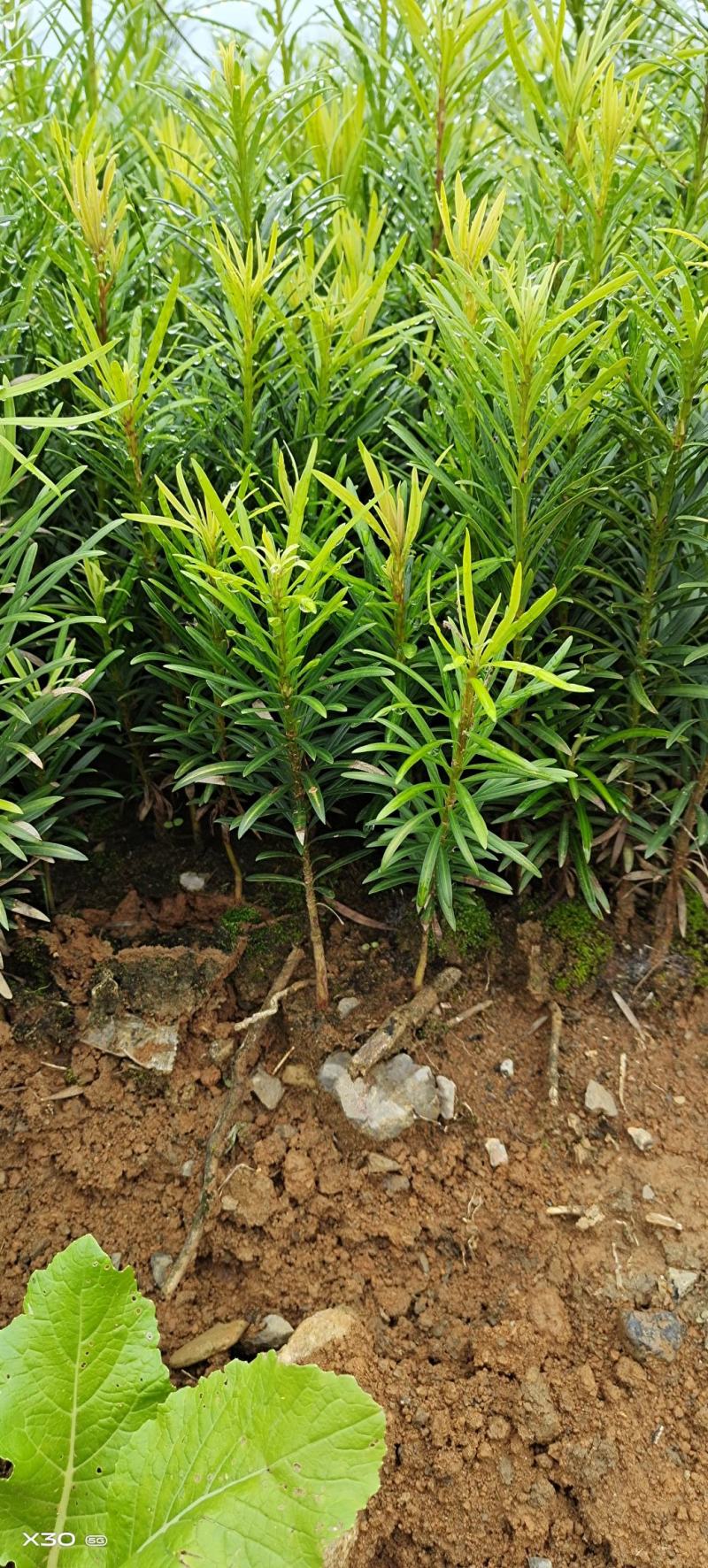 罗汉松小苗广西罗汉松苗造型罗汉松种苗盆景苗包邮