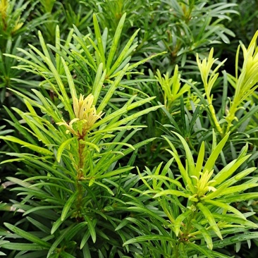 罗汉松小苗广西罗汉松苗造型罗汉松种苗盆景苗包邮