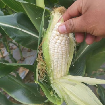 万糯玉米
