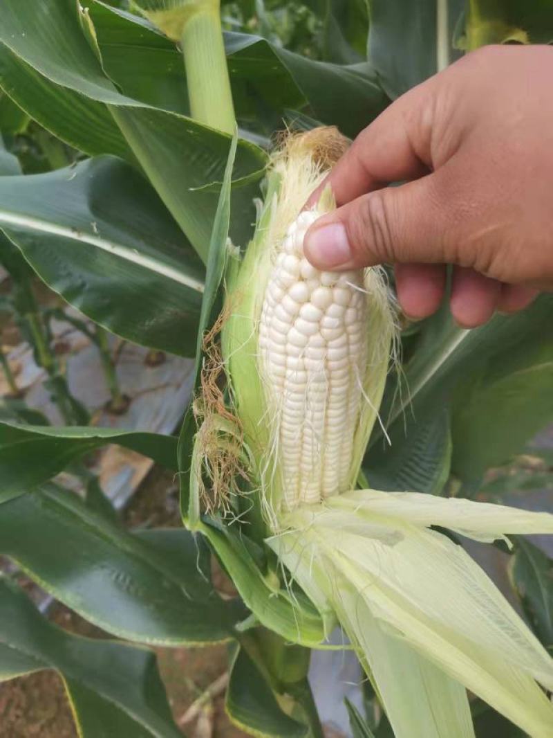 万糯玉米