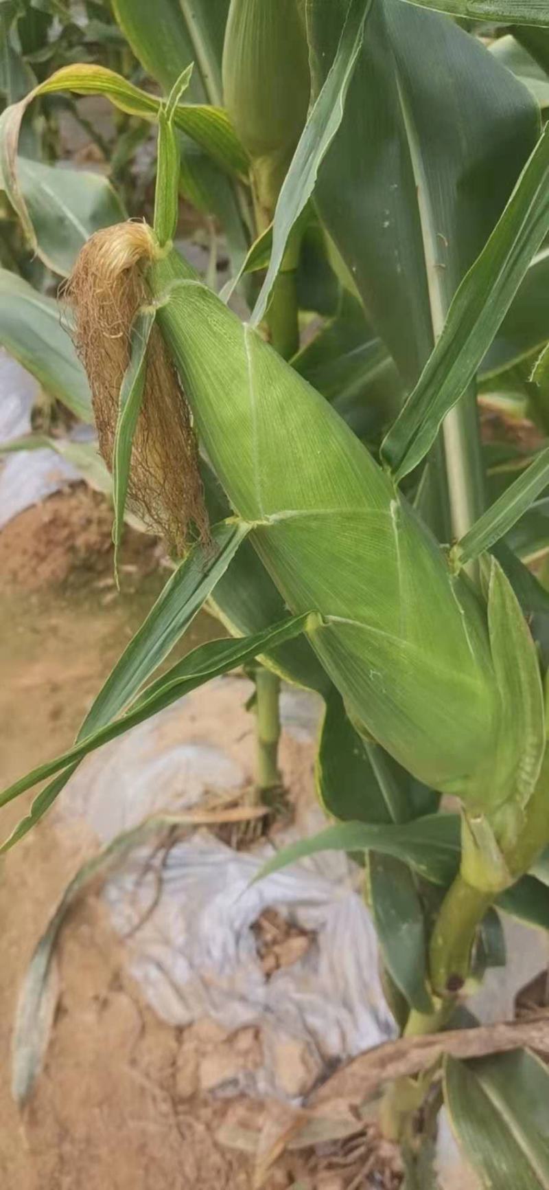 万糯玉米