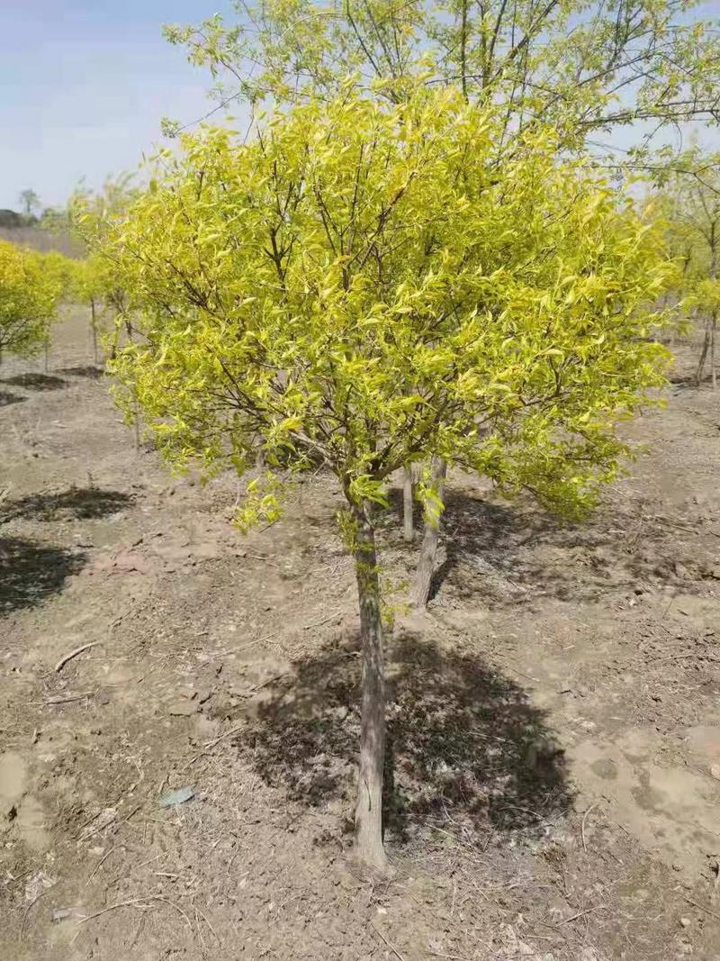 桃叶卫矛丝棉木树苗规格全园林绿化观赏树种一站式采购