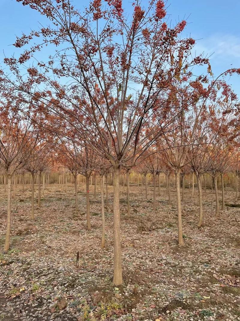 桃叶卫矛丝棉木树苗规格全园林绿化观赏树种一站式采购