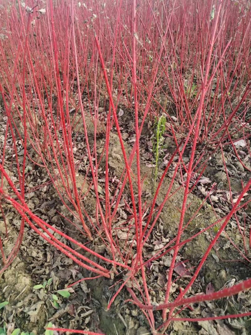 红瑞木偃伏莱木彩色绿篱苗东北耐寒花灌木一站式采购