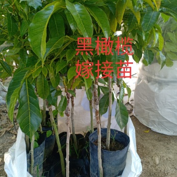 出售各种各样的果苗黑橄榄嫁接苗中袋…小袋…橄榄土苗…