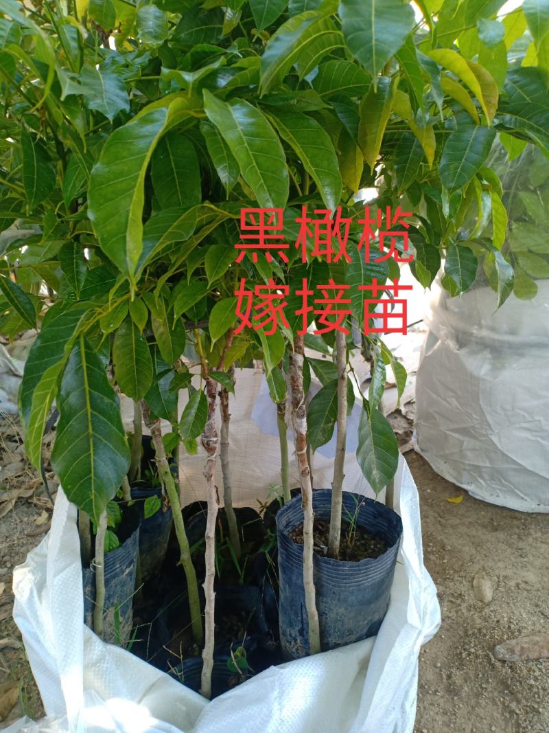 出售各种各样的果苗黑橄榄嫁接苗中袋…小袋…橄榄土苗…