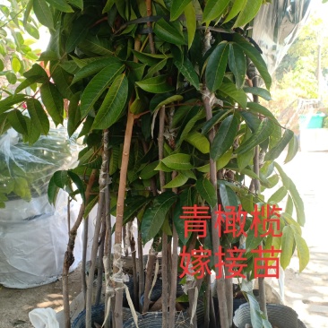 出售各种橄榄苗青橄榄苗嫁接苗，分中袋苗，小袋苗，实生苗