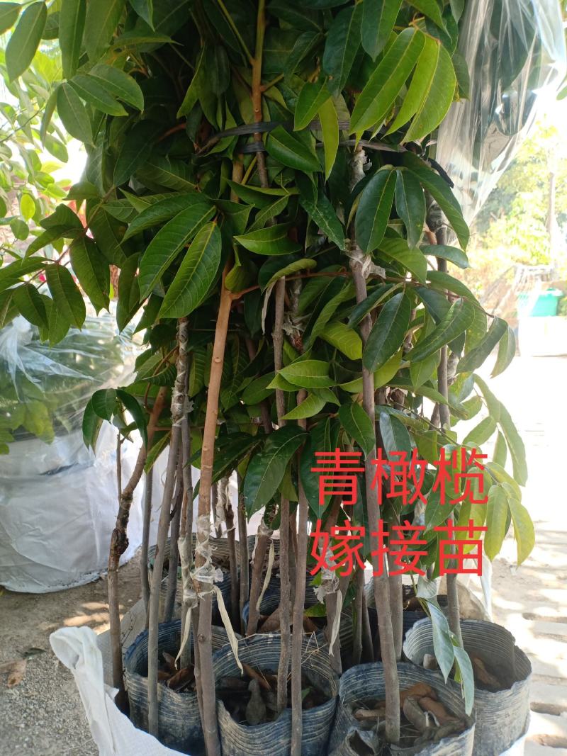 出售各种橄榄苗青橄榄苗嫁接苗，分中袋苗，小袋苗，实生苗