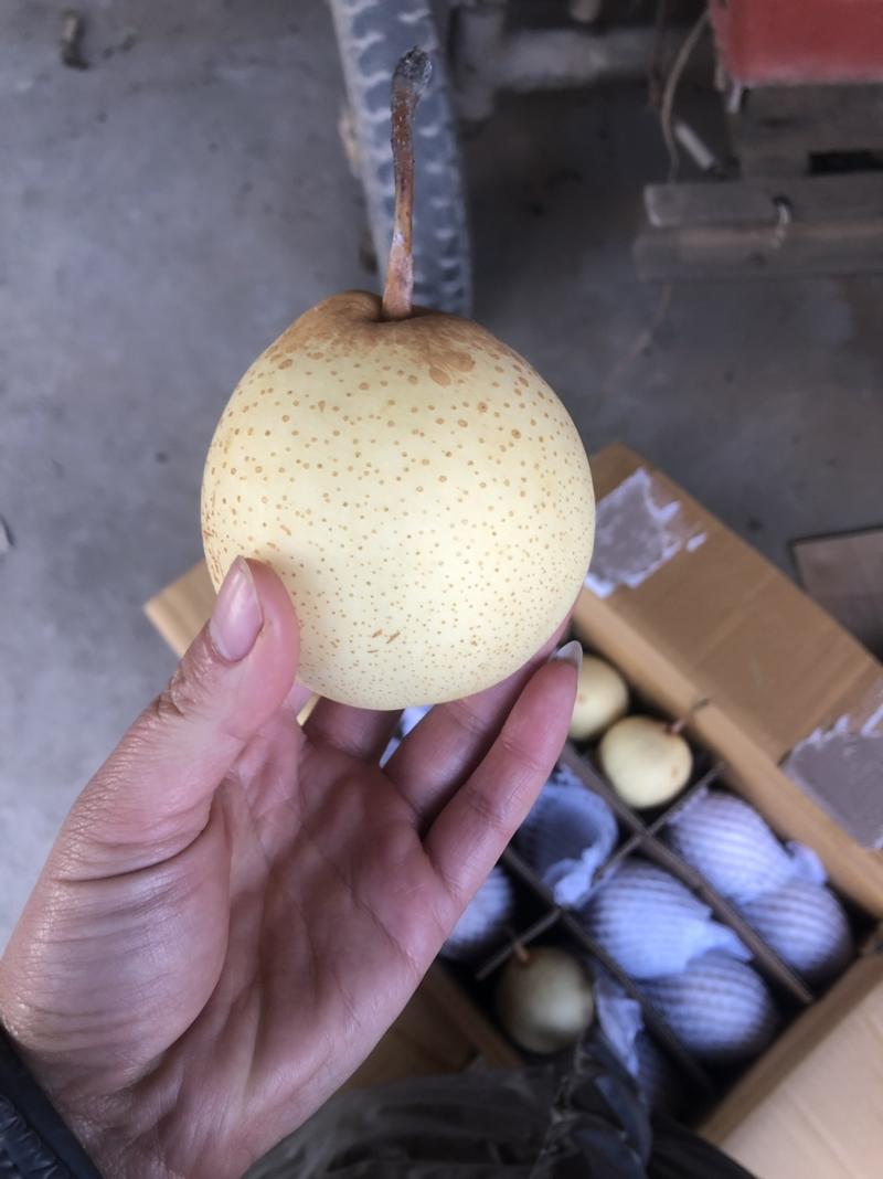 【水晶梨】河北水晶梨，精品梨子产地直发价格便宜对接全国