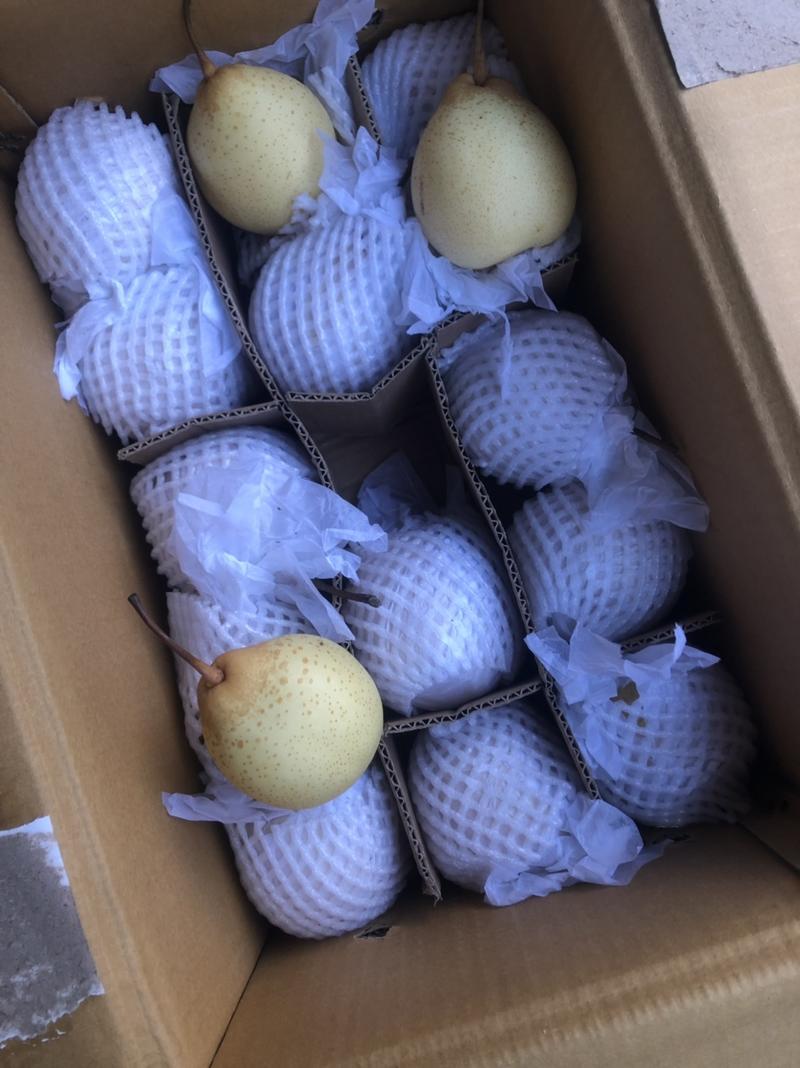 【水晶梨】河北水晶梨，精品梨子产地直发价格便宜对接全国