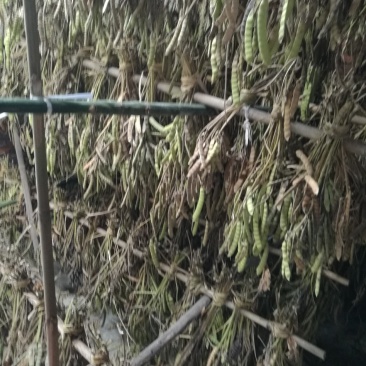 牧马山地瓜凉薯种子联系我是说在一亩田看到的