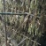 牧马山地瓜凉薯种子联系我是说在一亩田看到的