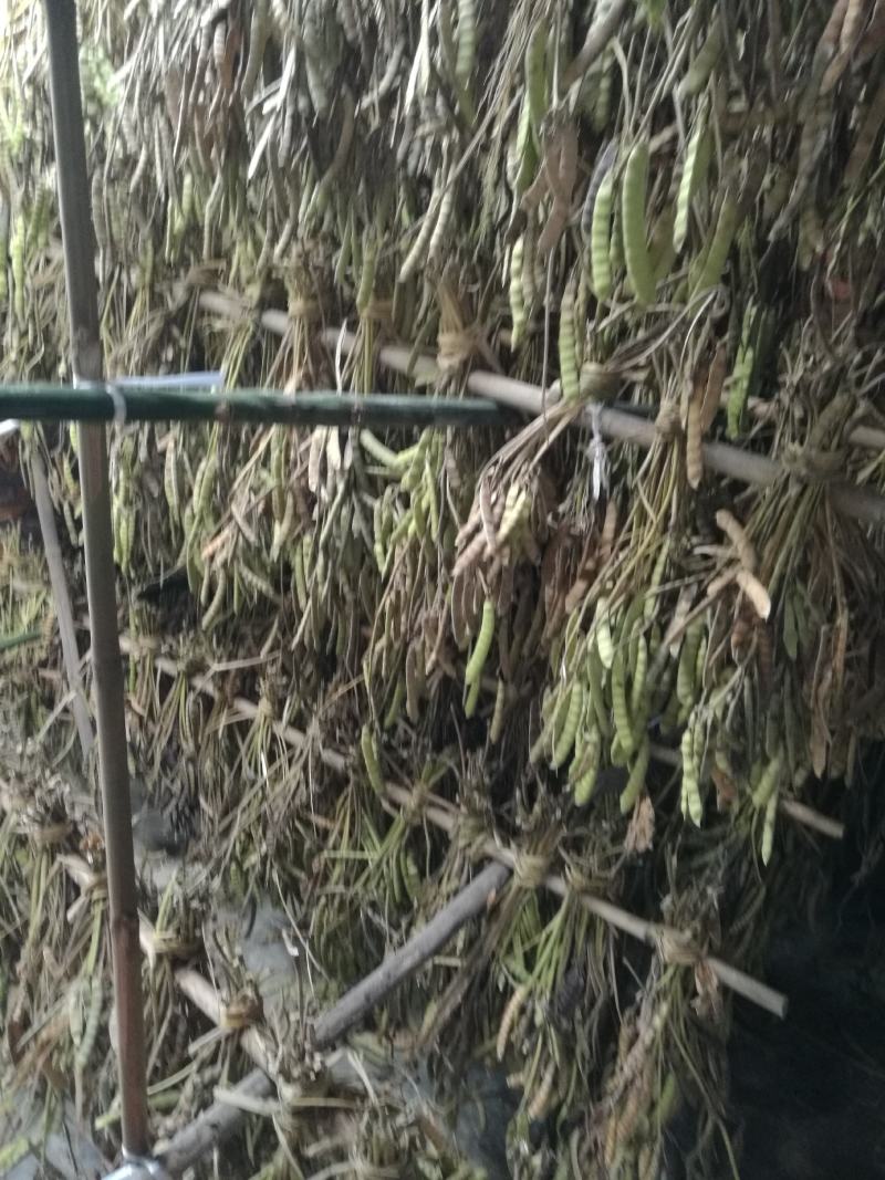 牧马山地瓜凉薯种子联系我是说在一亩田看到的
