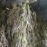 牧马山地瓜凉薯种子联系我是说在一亩田看到的