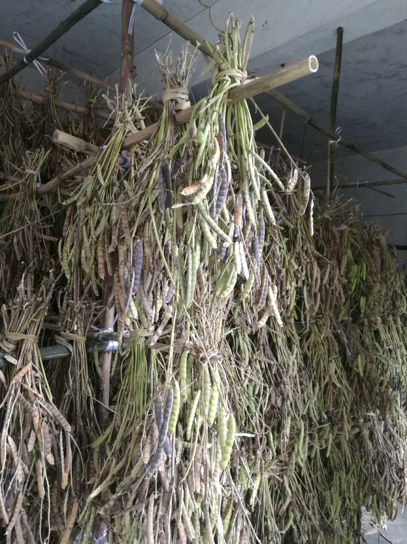 牧马山地瓜凉薯种子联系我是说在一亩田看到的