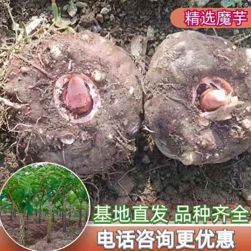魔芋，全国发货，品种齐全周边配送到家，回收商品魔芋