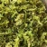 干花菜花椰菜花菜干脱水蔬菜万年青农家自制土特产