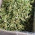 干花菜花椰菜花菜干脱水蔬菜万年青农家自制土特产