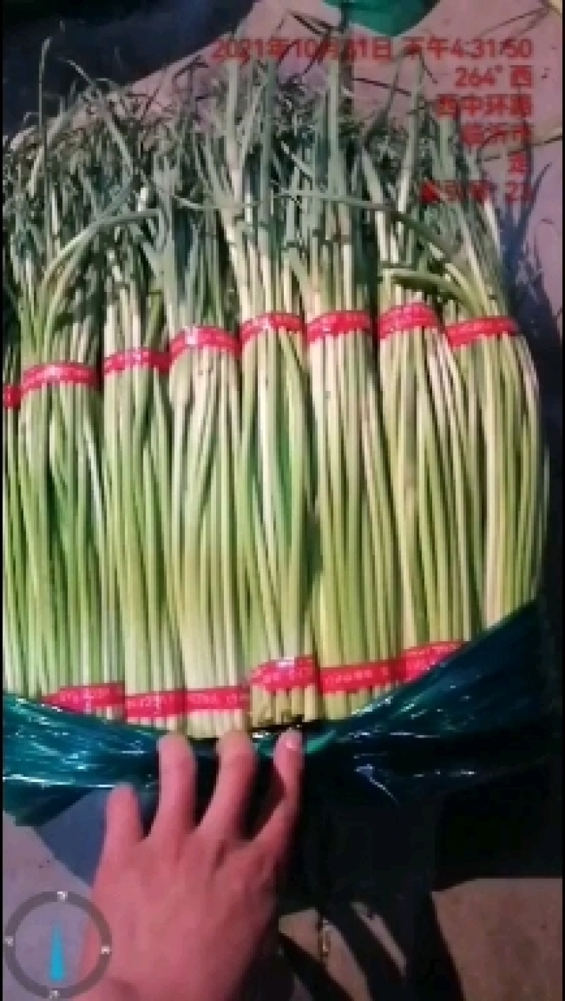 邳州精品蒜苔