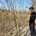 丛生紫槿（庭院小区观赏花紫槿树室外花卉植物紫槿）