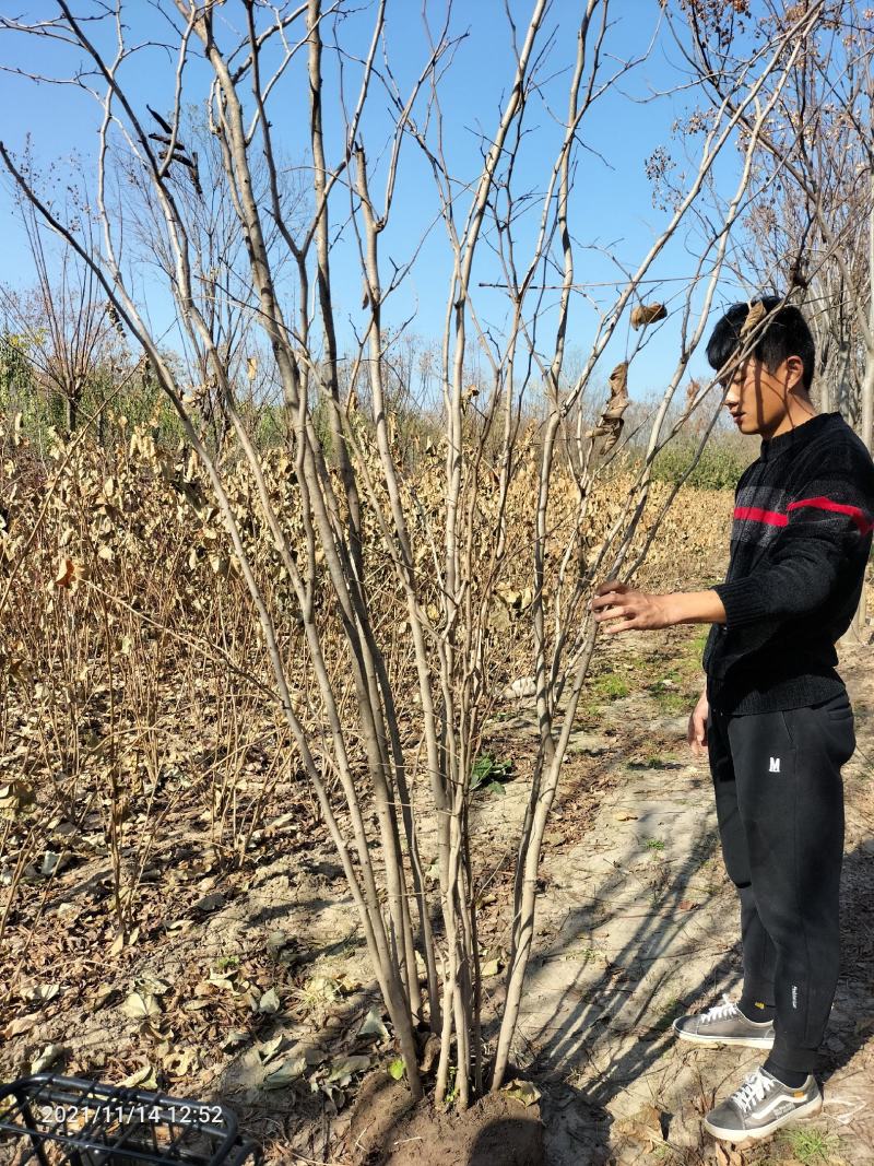 丛生紫槿（庭院小区观赏花紫槿树室外花卉植物紫槿）
