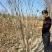 丛生紫槿（庭院小区观赏花紫槿树室外花卉植物紫槿）
