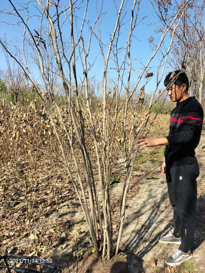 丛生紫槿（庭院小区观赏花紫槿树室外花卉植物紫槿）