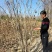 丛生紫槿（庭院小区观赏花紫槿树室外花卉植物紫槿）