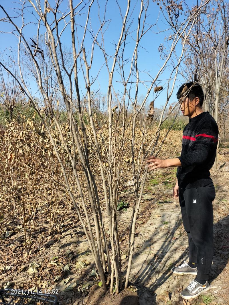 丛生紫槿（庭院小区观赏花紫槿树室外花卉植物紫槿）