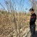 丛生紫槿（庭院小区观赏花紫槿树室外花卉植物紫槿）