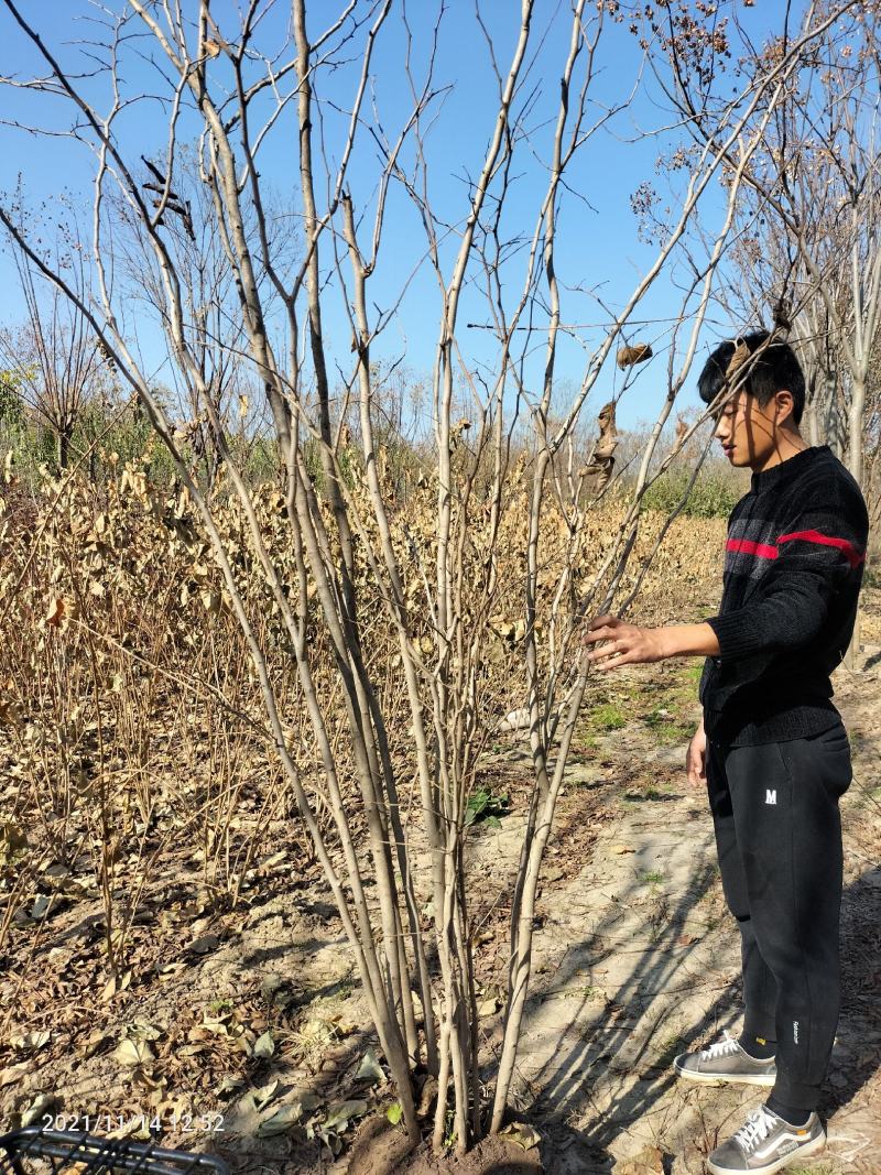 丛生紫槿（庭院小区观赏花紫槿树室外花卉植物紫槿）