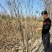 丛生紫槿（庭院小区观赏花紫槿树室外花卉植物紫槿）