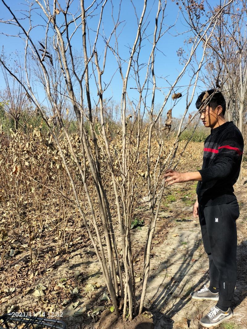 丛生紫槿（庭院小区观赏花紫槿树室外花卉植物紫槿）