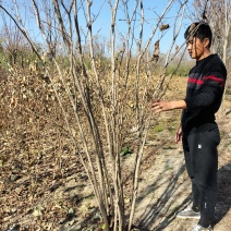 丛生紫槿（庭院小区观赏花紫槿树室外花卉植物紫槿）