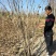 丛生紫槿（庭院小区观赏花紫槿树室外花卉植物紫槿）