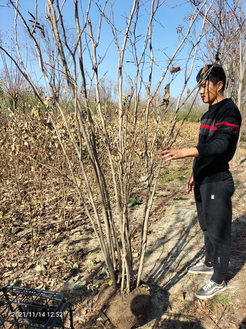 丛生紫槿（庭院小区观赏花紫槿树室外花卉植物紫槿）