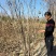丛生紫槿（庭院小区观赏花紫槿树室外花卉植物紫槿）