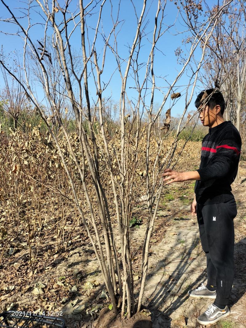 丛生紫槿（庭院小区观赏花紫槿树室外花卉植物紫槿）