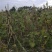 牧马山地瓜凉薯种子联系我是说在一亩田看到的