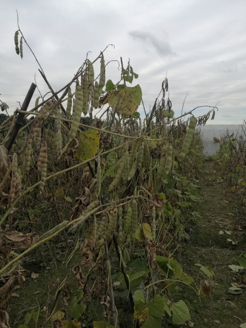 牧马山地瓜凉薯种子联系我是说在一亩田看到的