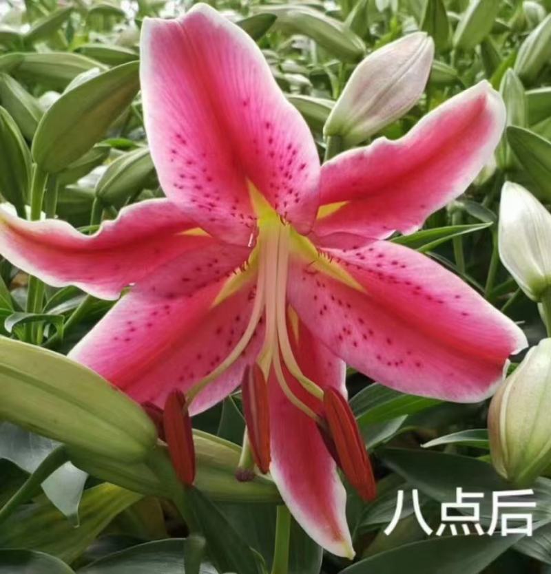 百合（八点后）AB级多头百合精品百合一件25盆基地直发