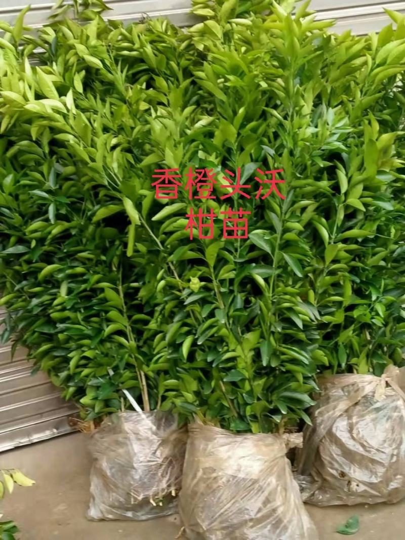 大叶大果有籽沃柑苗*香橙头有籽沃柑苗*沃柑苗