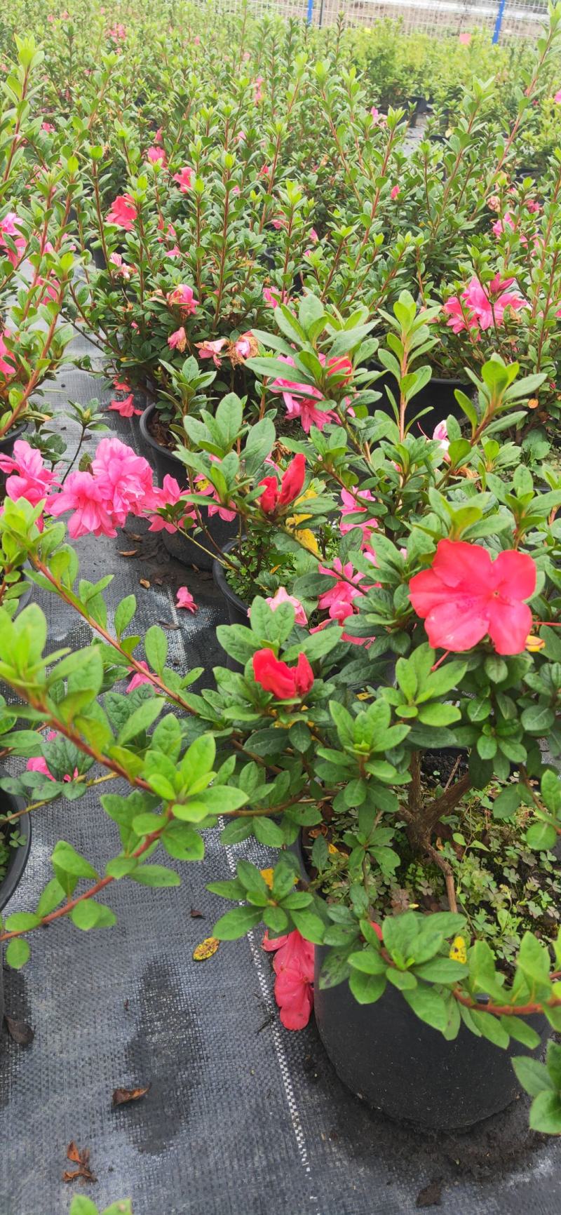 安酷杜鹃，四季杜鹃，进口杜鹃，家庭花卉杜鹃，花期长花量大
