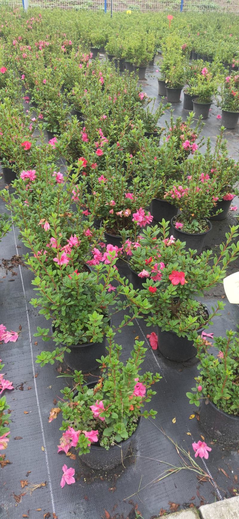 安酷杜鹃，四季杜鹃，进口杜鹃，家庭花卉杜鹃，花期长花量大