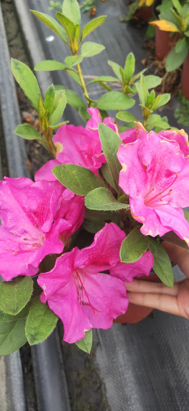安酷杜鹃，四季杜鹃，进口杜鹃，家庭花卉杜鹃，花期长花量大