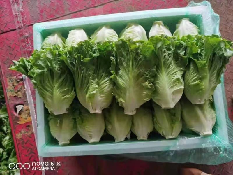 精品意大利生菜大量供应中，欢迎欢迎全国各地老板前来采购！