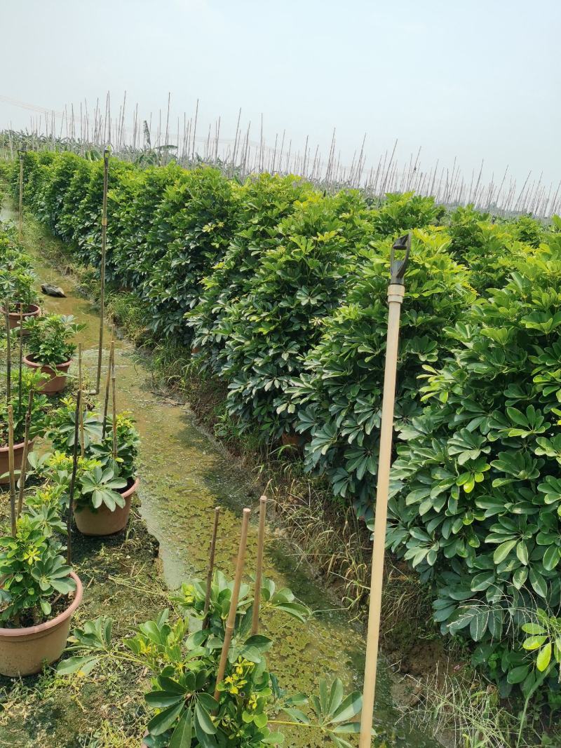 鸭脚木，鹅掌柴，八方来财，七叶莲，市政绿化造型
