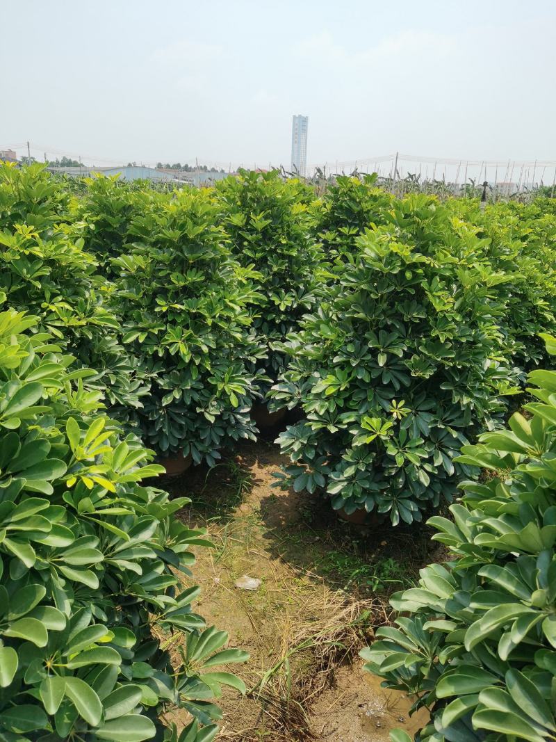 鸭脚木，鹅掌柴，八方来财，七叶莲，市政绿化造型